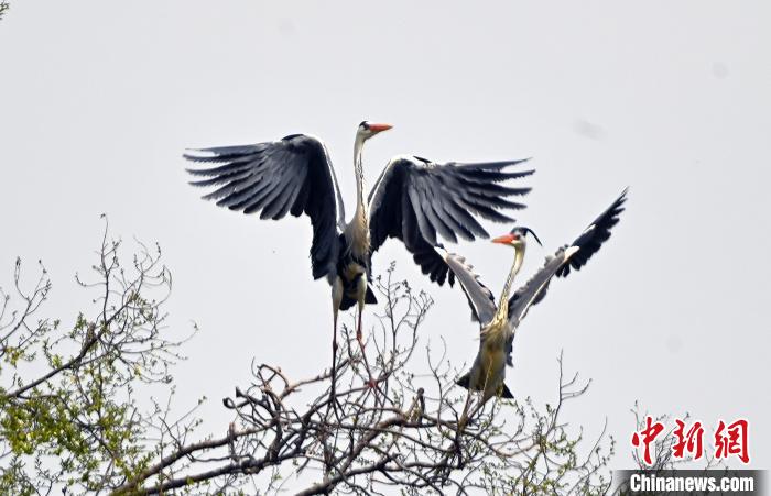 蒼鷺在覓食嬉戲。　安源 攝
