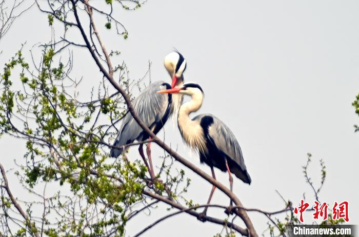蒼鷺在覓食嬉戲?！“苍?攝