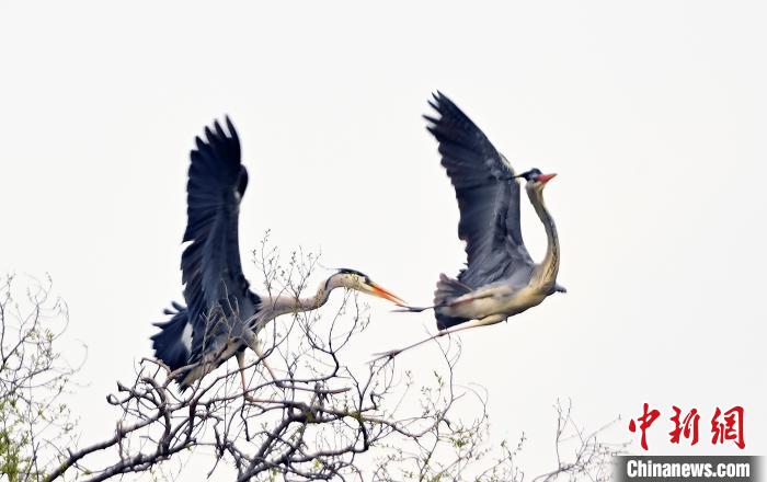 蒼鷺在覓食嬉戲。　安源 攝