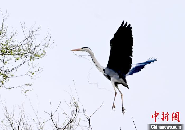 蒼鷺在覓食嬉戲?！“苍?攝