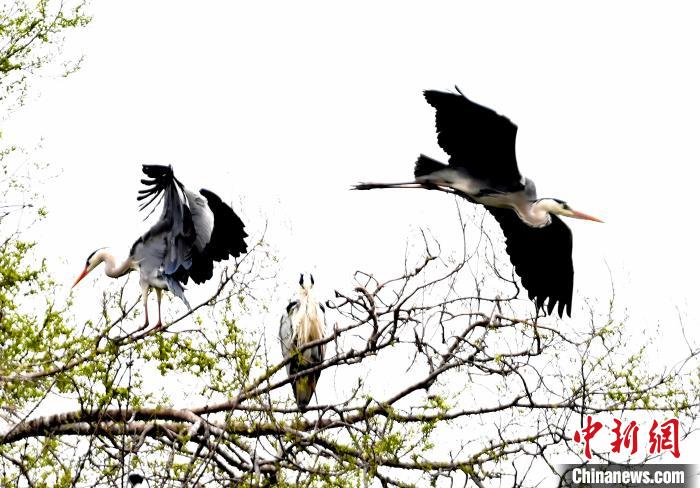 蒼鷺在覓食嬉戲?！“苍?攝