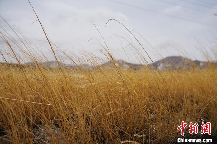 圖為青海省海西蒙古族藏族自治州天峻縣木里礦區(qū)草木茂盛。　馬銘言 攝