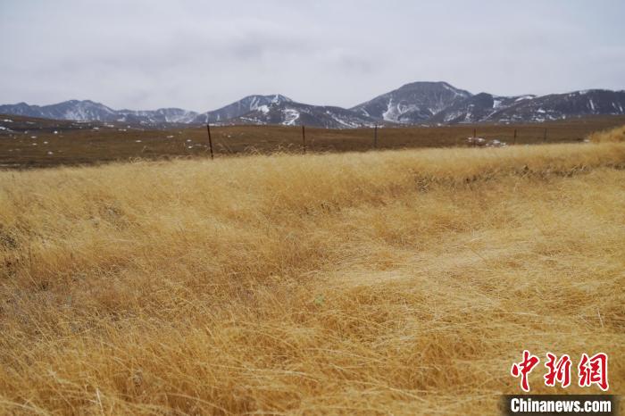圖為青海省海西蒙古族藏族自治州天峻縣木里礦區(qū)草木茂盛?！●R銘言 攝
