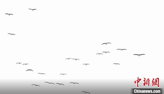 遷徙北歸?！√烊h融媒體中心 供圖