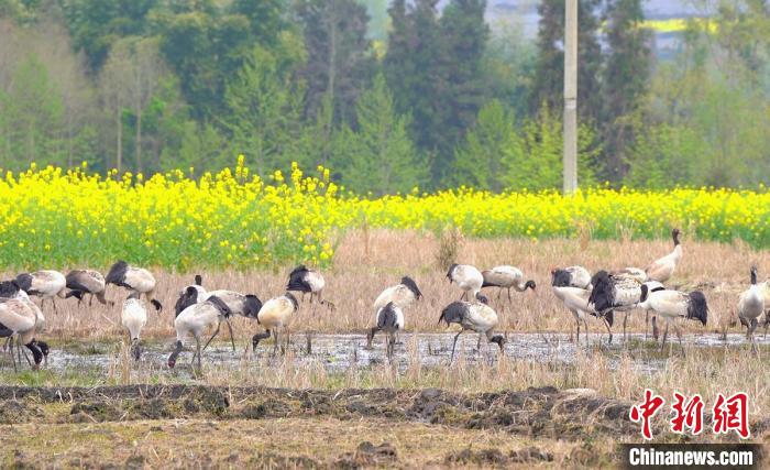 休息補(bǔ)給?！√烊h融媒體中心 供圖