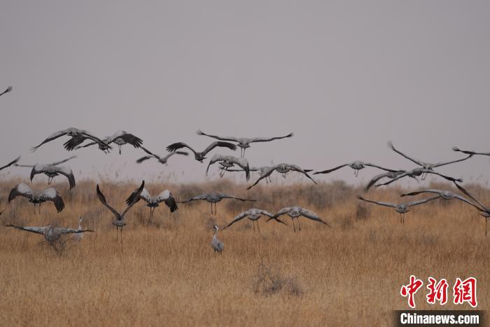 青海都蘭成群灰鶴匯集，場面壯觀