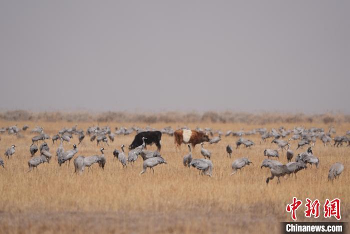 圖為草原上棲息的灰鶴?！∠葘m 攝