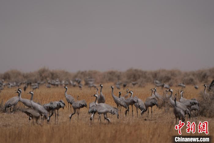 圖為灰鶴。　先宮 攝