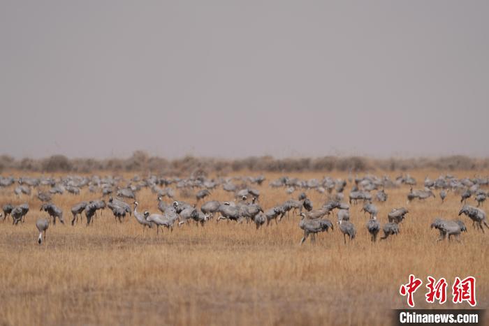圖為密集分布的灰鶴?！∠葘m 攝