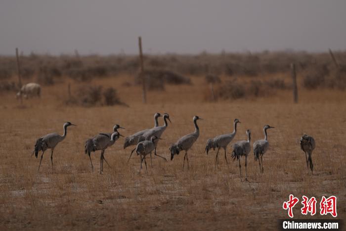 圖為灰鶴?！∠葘m 攝