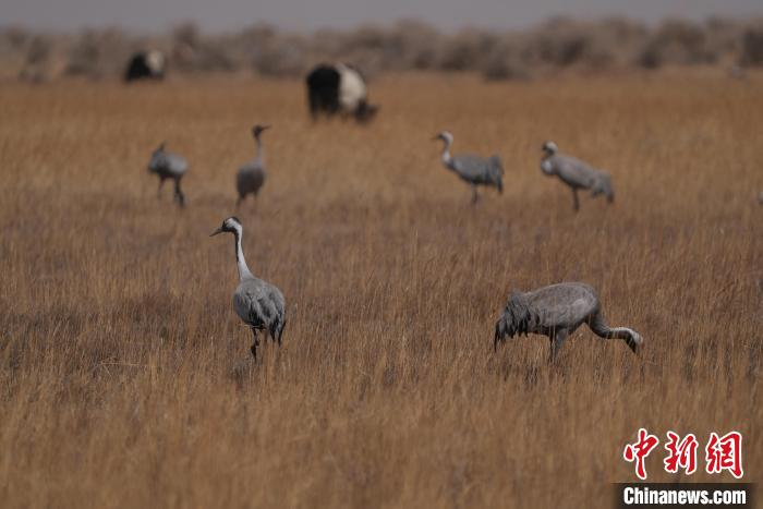 圖為灰鶴?！∠葘m 攝
