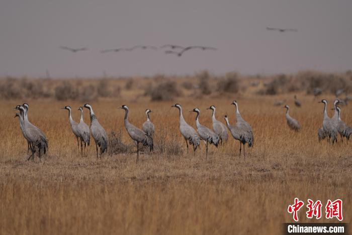 圖為灰鶴。　先宮 攝