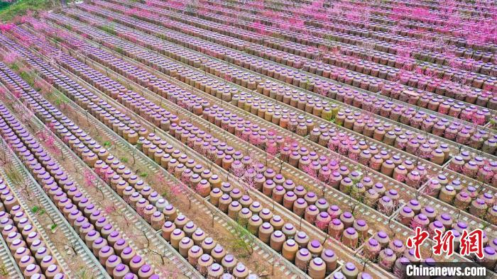 灼灼桃花惹人醉。　劉媛 攝