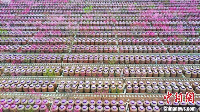 桃花和酒壇相映成趣?！㈡?攝