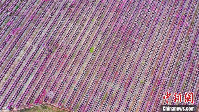 桃花和酒壇相映成趣。　劉媛 攝