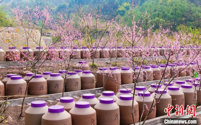 桃花和酒壇相映成趣?！∫足?攝