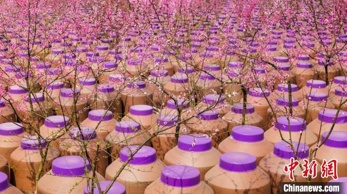 桃花和酒壇相映成趣。　易銘 攝