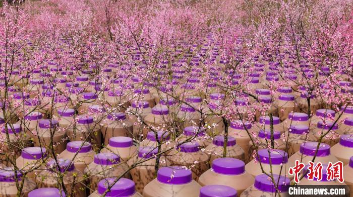 灼灼桃花惹人醉?！∫足?攝