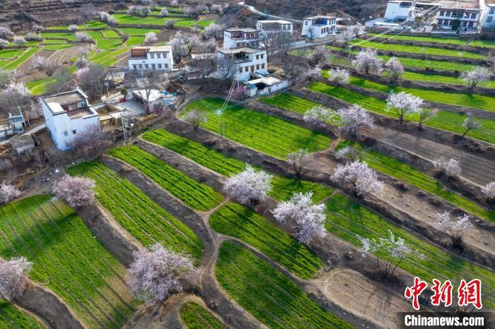白松鎮(zhèn)層層麥田綠意盎然，與桃林構(gòu)成一幅美麗的鄉(xiāng)村畫(huà)卷?！⒅铱?攝
