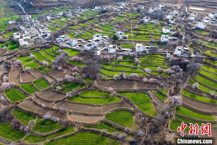 白松鎮(zhèn)桃花林中的白藏房。　劉忠俊 攝