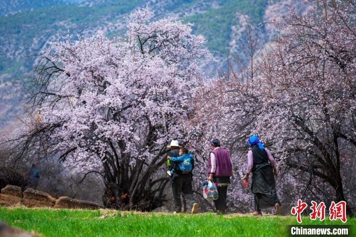 行走在麥田和桃樹(shù)下的白松鎮(zhèn)村民?！⒅铱?攝