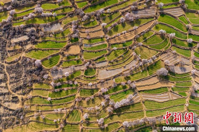 空中俯瞰得榮縣白松鎮(zhèn)的高山麥田和桃林?！⒅铱?攝