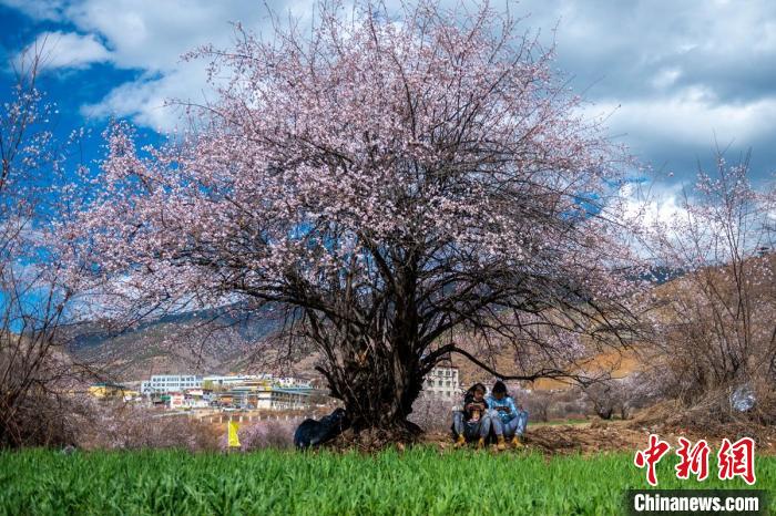 桃花樹(shù)下兩名女孩正在玩手機(jī)?！⒅铱?攝