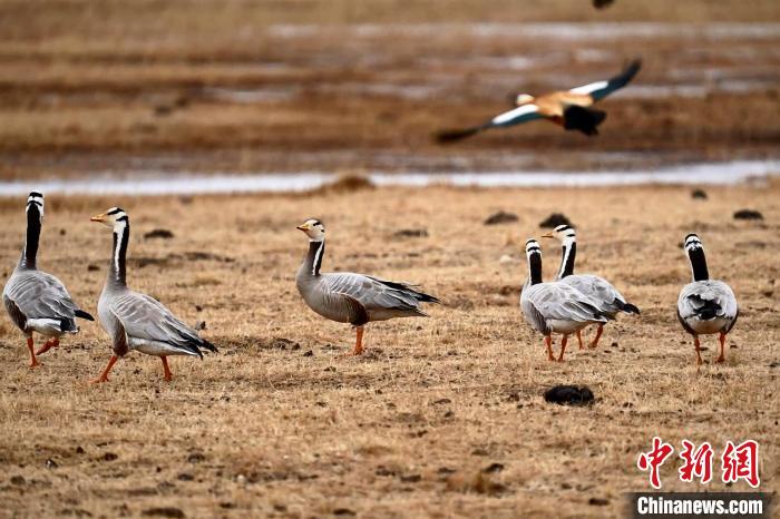 圖為成群的斑頭雁?！“?攝