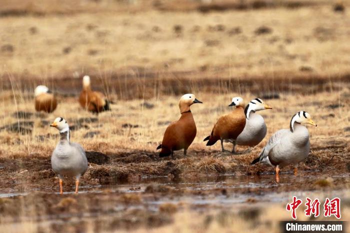 圖為斑頭雁和赤麻鴨?！“?攝
