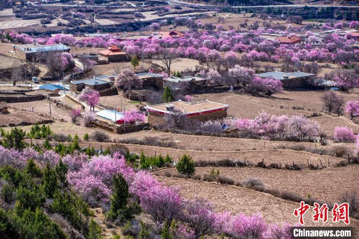 道孚麻灣村房前屋后的杏花繞村怒放?！『涡秀?攝