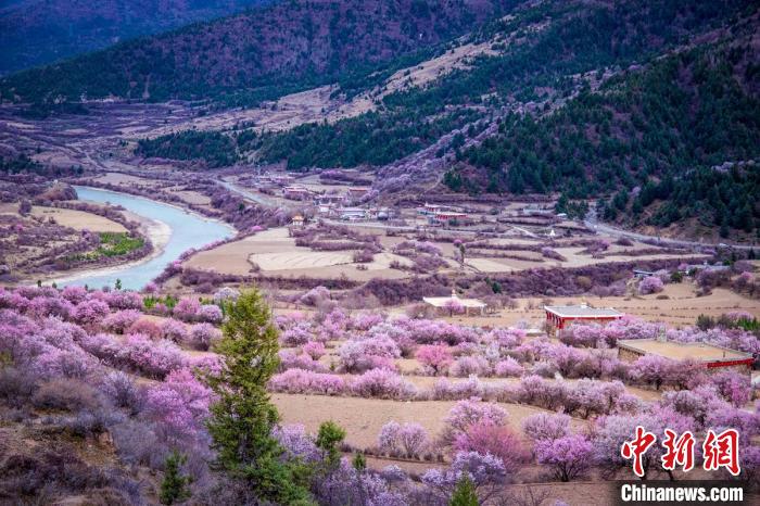 道孚縣麻灣村上千株盛開的杏花將鄉(xiāng)村裝點一新?！『涡秀?攝