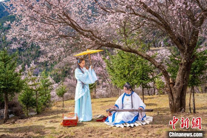 道孚杏花樹下的游客們?！√K銳 攝