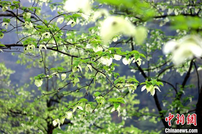 珙桐在春末夏初之際開花，花期較短?！螚?攝