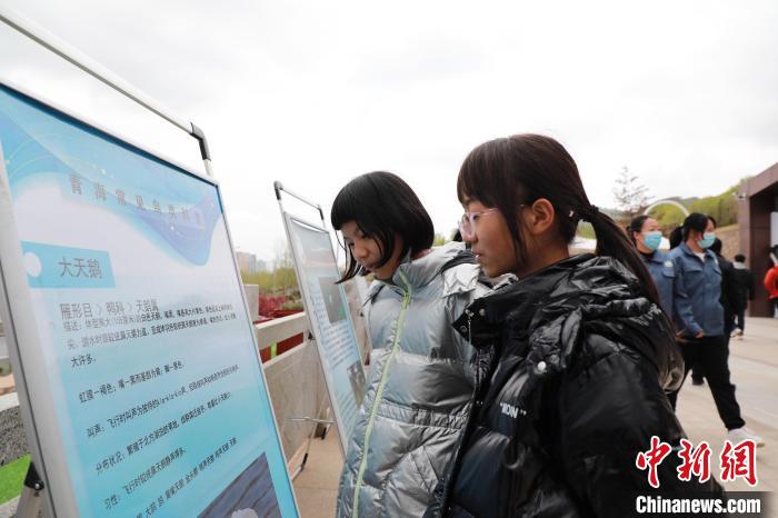圖為學(xué)生通過展板了解青海常見鳥類?！●R銘言 攝