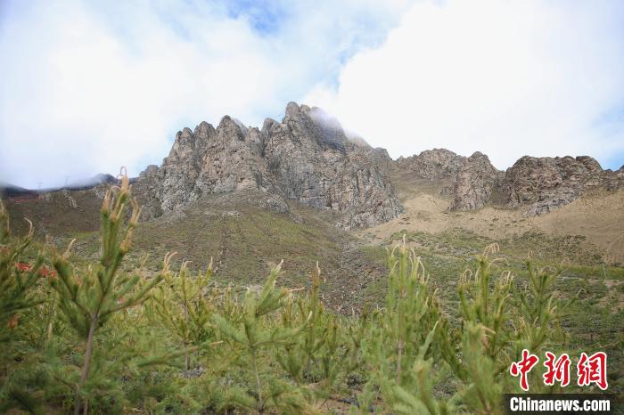 圖為拉薩南北山綠化工程拉薩曲水縣才納村5號片區(qū)?！∝暣_ 攝