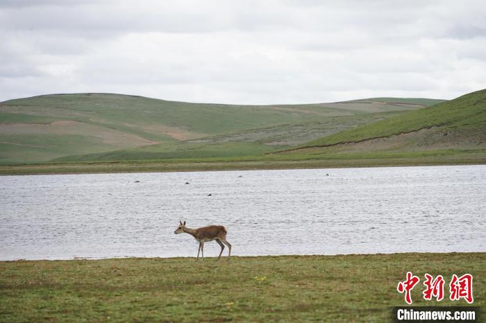 圖為藏原羚在扎陵湖岸畔悠閑漫步?！●R銘言 攝