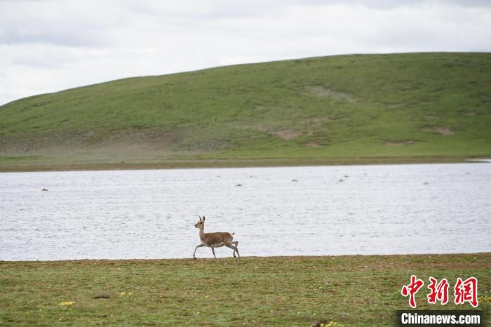 圖為藏原羚在扎陵湖岸畔悠閑漫步?！●R銘言 攝