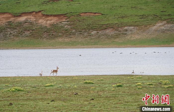 圖為藏原羚在扎陵湖岸畔悠閑漫步?！●R銘言 攝