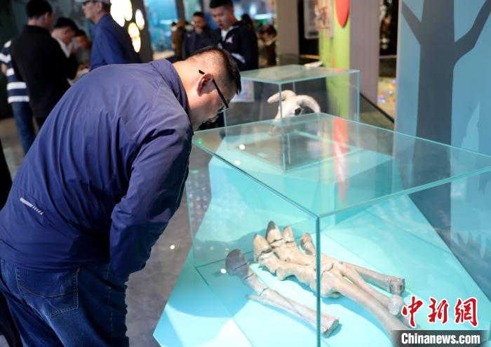 圖為臺商在祁連山國家公園生態(tài)科普館內(nèi)觀看標(biāo)本。　薛蒂 攝