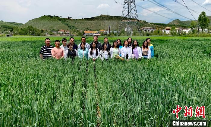 青海：“青燕2號(hào)”燕麥、“環(huán)湖”老芒麥等通過國家級(jí)審定