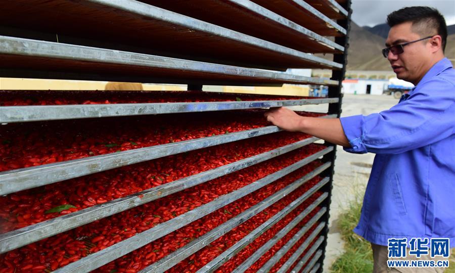 (脫貧攻堅)(2)西藏白朗:發(fā)展枸杞產業(yè)促進村民增收