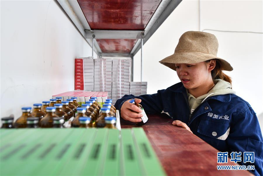 (社會(huì))(4)西藏昌都:卡若香豬養(yǎng)殖助力貧困戶增收