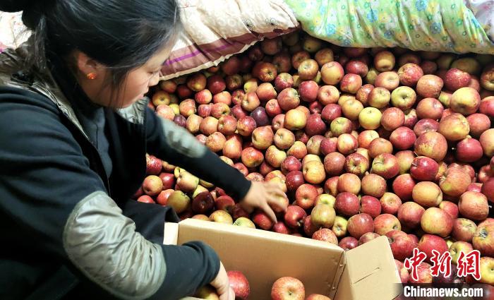 圖為通麥村村民巴桑拉姆精心挑選蘋果進(jìn)行裝箱。　貢桑拉姆 攝