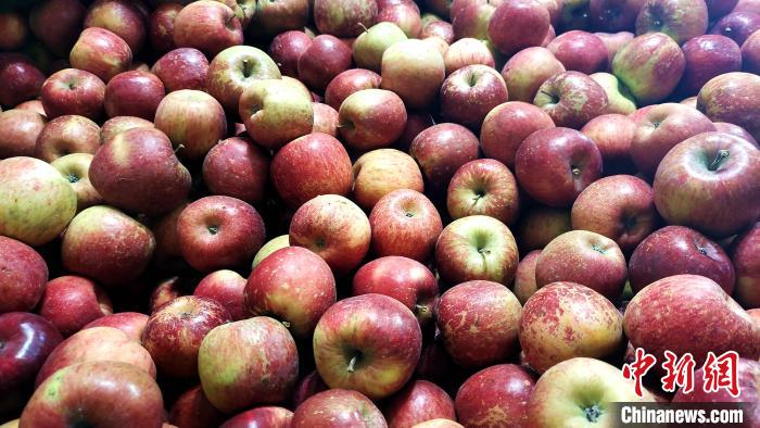 圖為通麥村村民巴桑拉姆家待裝箱的蘋果。　貢桑拉姆 攝