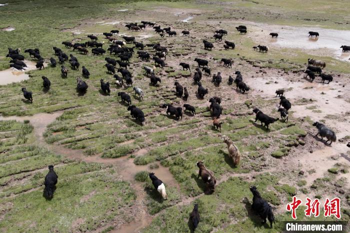 近年來，那曲市班戈縣推行村級牧業(yè)經(jīng)濟合作社，牧民們將牛羊及草場作為股份加入合作社，部分牧民開始從事旅游服務、服裝加工及運輸?shù)刃袠I(yè)，收入逐年提高。圖為8月3日，班戈縣的牦牛群在一片草原濕地中覓食(資料圖)?！〗w波 攝