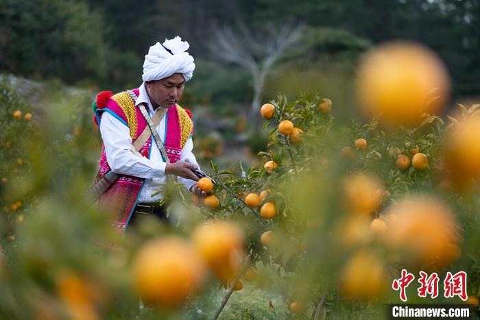 1月29日，京都村村民在柑橘園中采摘柑橘。<a target='_blank' ><p  align=