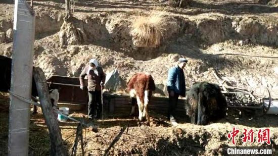 圖為孔繁福夫妻正在收拾牛圈?！±铍h　攝