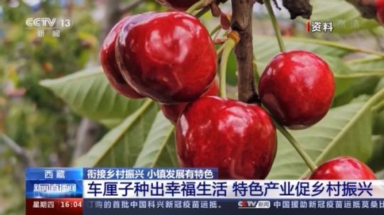 種蘑菇、養(yǎng)駱駝...。。特色產業(yè)助力鄉(xiāng)村振興走新路