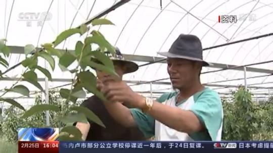 種蘑菇、養(yǎng)駱駝...。。特色產業(yè)助力鄉(xiāng)村振興走新路