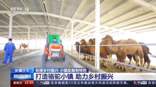 種蘑菇、養(yǎng)駱駝...。。特色產業(yè)助力鄉(xiāng)村振興走新路